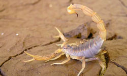  Scorpion Poison Used in Cuba for Treatment of Cancer